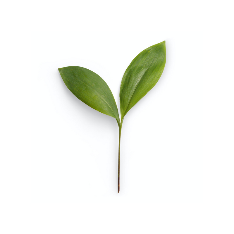 100% Carbon Neutral Upgrade
